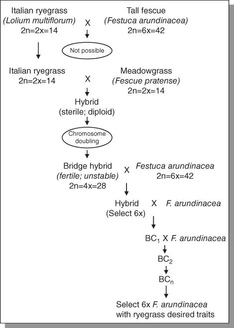 Figure 64An example of a bridge cross In order to hybridize Italian ryegrass - фото 118