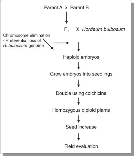 Figure 71Generating haploids in barley by the bulbosom method 7174 Doubled - фото 133