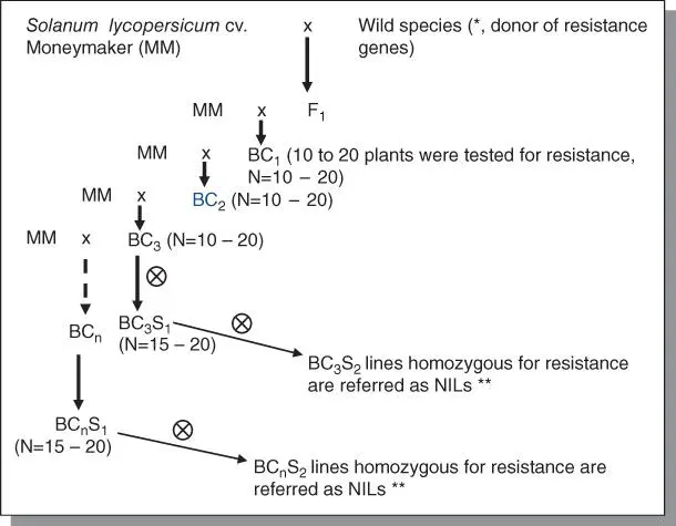 Figure B53Crosspollinating scheme of generation of nearisogenic lines NIL - фото 99