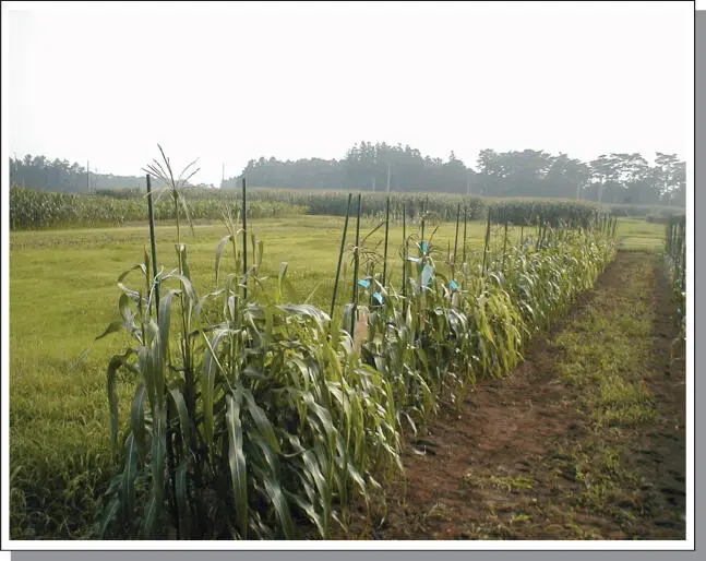 Figure B66A series of 39chromosome maize Tripsacum 30Mz 9Tr hybrids - фото 115