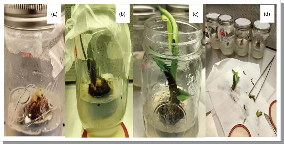 Figure B710Micropropagation experimental output from a plantain accession - фото 130