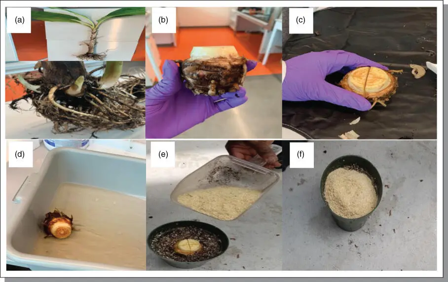Figure B711Flow chart of macropropagation of plantain Poteau Geant ABB a - фото 131
