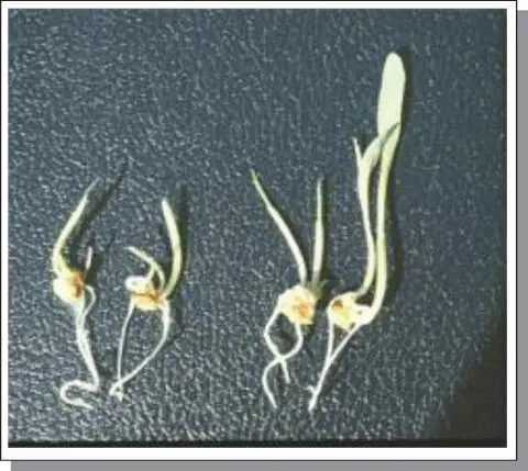 Figure B63Polyembryony expression in germinating seed of an apomictic - фото 112