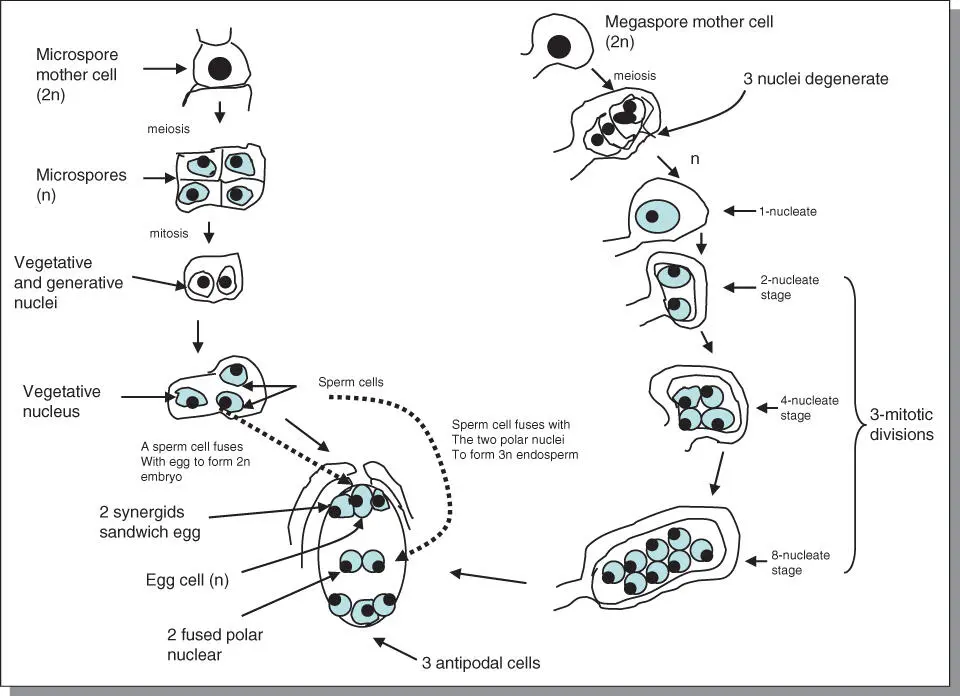 Figure 54Gametogenesis in plants results in the production of pollen and egg - фото 88