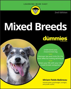 Miriam Fields-Babineau Mixed Breeds For Dummies обложка книги
