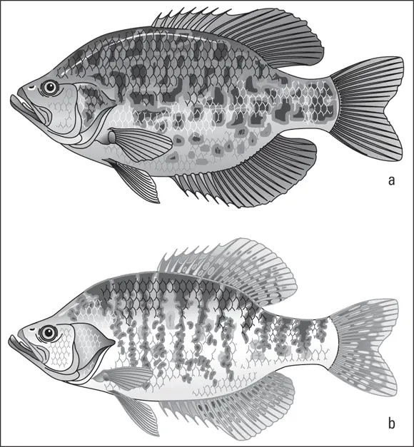 John Wiley Sons Inc FIGURE 41Notice the subtle differences between the - фото 51