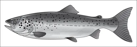John Wiley Sons Inc FIGURE 417The Atlantic salmon is prized for both - фото 74