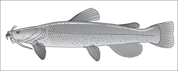 John Wiley Sons Inc FIGURE 44The flathead catfish is all mouth - фото 57