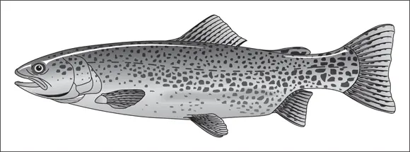 John Wiley Sons Inc FIGURE 414The cutthroat trout is most easily - фото 70