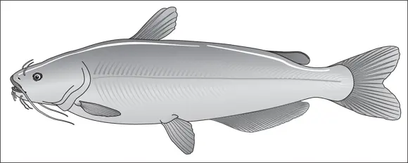 John Wiley Sons Inc FIGURE 43Notice the broad muscled body of the blue - фото 56