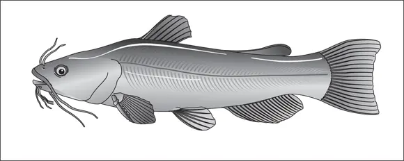 John Wiley Sons Inc FIGURE 46Bullheads arent big but they sure are - фото 59