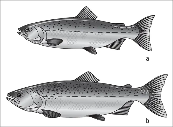 John Wiley Sons Inc FIGURE 416The coho a and chinook b salmon - фото 73