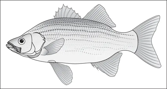 John Wiley Sons Inc FIGURE 49Not as big as striped bass white bass are - фото 64