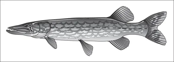 John Wiley Sons Inc FIGURE 48The chain pickerel shown here looks - фото 62