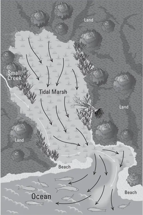 John Wiley Sons Inc FIGURE 31Fish staging outside a marsh during a - фото 43