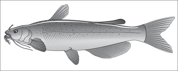 John Wiley Sons Inc FIGURE 45The adaptive channel cat is one of the - фото 58