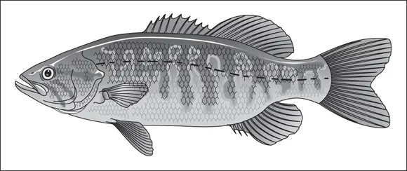 John Wiley Sons Inc FIGURE 42The mouth of the smallmouth isnt that - фото 54