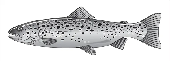 John Wiley Sons Inc FIGURE 412The brown trout is a wily and rewarding - фото 68