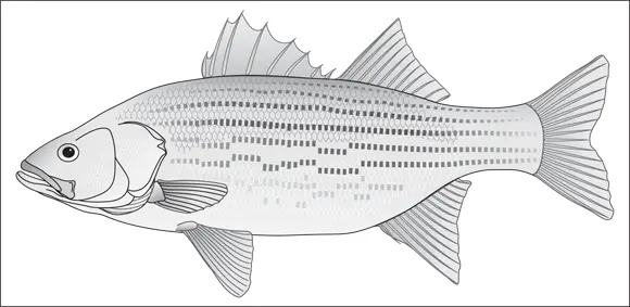 John Wiley Sons Inc FIGURE 410Hybrid or wiper bass a cross between a - фото 65