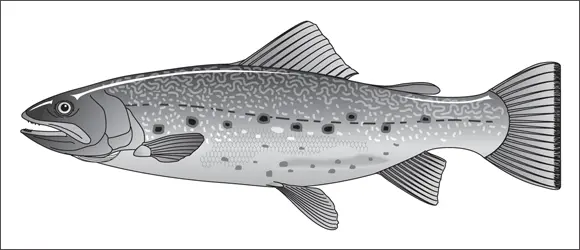 John Wiley Sons Inc FIGURE 413The brook trout is universally admired - фото 69