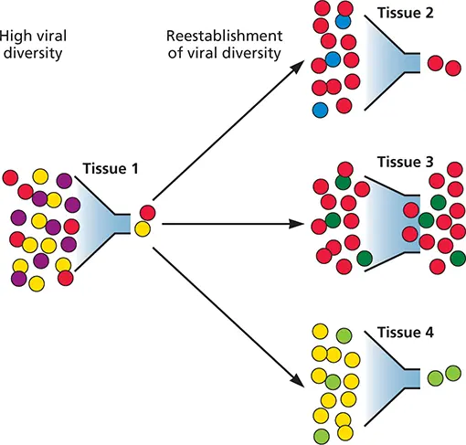 Figure 23 Infection seen as a series of bottlenecks In the illustrated case - фото 30