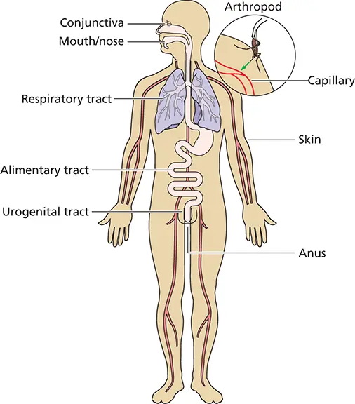 Figure 24 Sites of viral entry into the host The body is covered with skin - фото 31