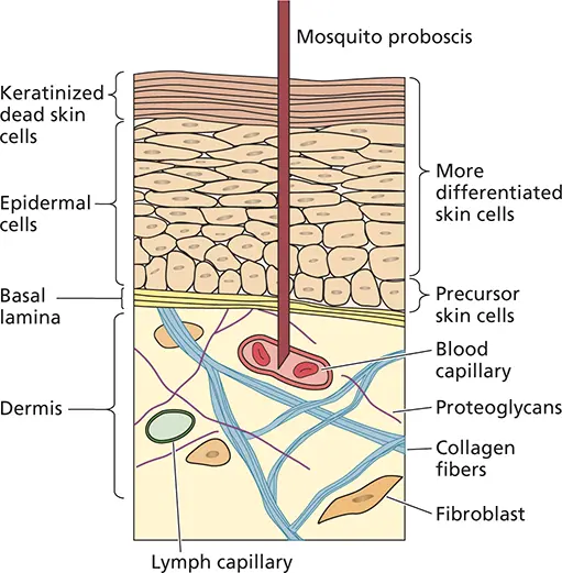 Figure 25 Schematic diagram of the skin The epidermis consists of a layer of - фото 32