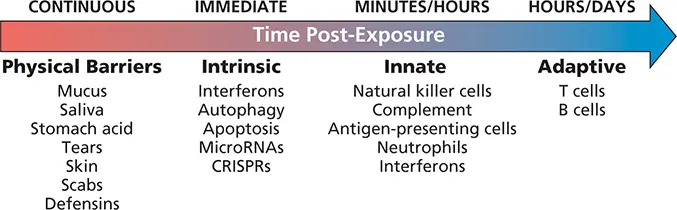 Figure 22 The coordinated host response to infection In healthy individuals - фото 29