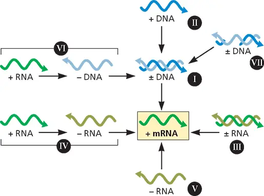 Figure 31 The Baltimore classification All viruses must produce mRNA that can - фото 65