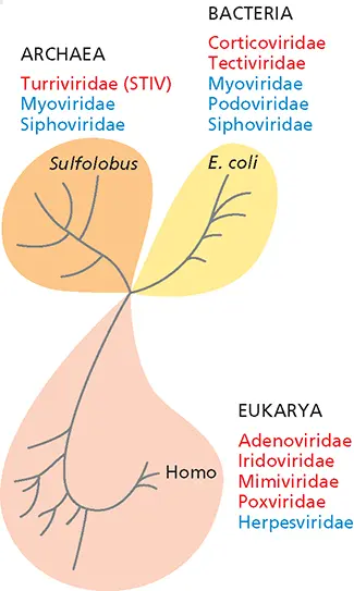 The simplified evolutionary tree shows just some of the branches within each - фото 113