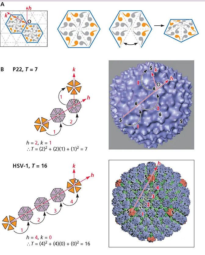 As the integers h and k describe the spacing and spatial relationships of - фото 109