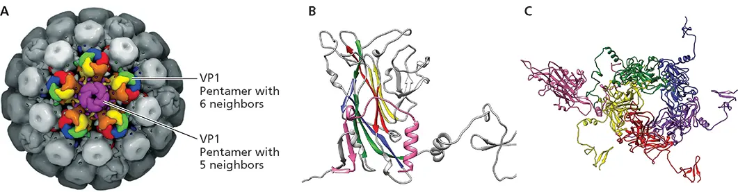 Figure 414 Structural features of simian virus 40 AView of the simian virus - фото 115
