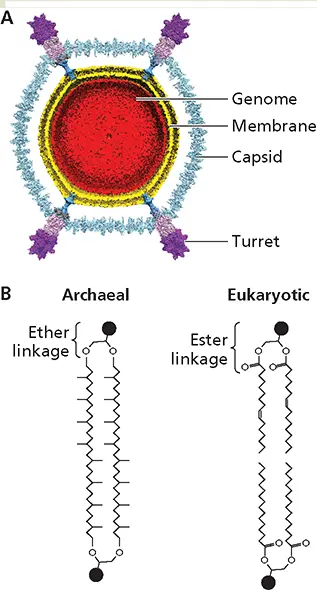 The internal membrane of an archaeal virus ACross section through a - фото 125