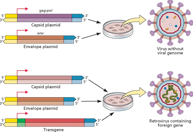 Figure 316 Retroviral vectors The minimal viral sequences required for - фото 95