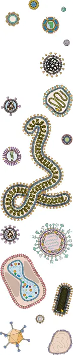 Introduction Attachment of Virus Particles to CellsGeneral Principles - фото 137