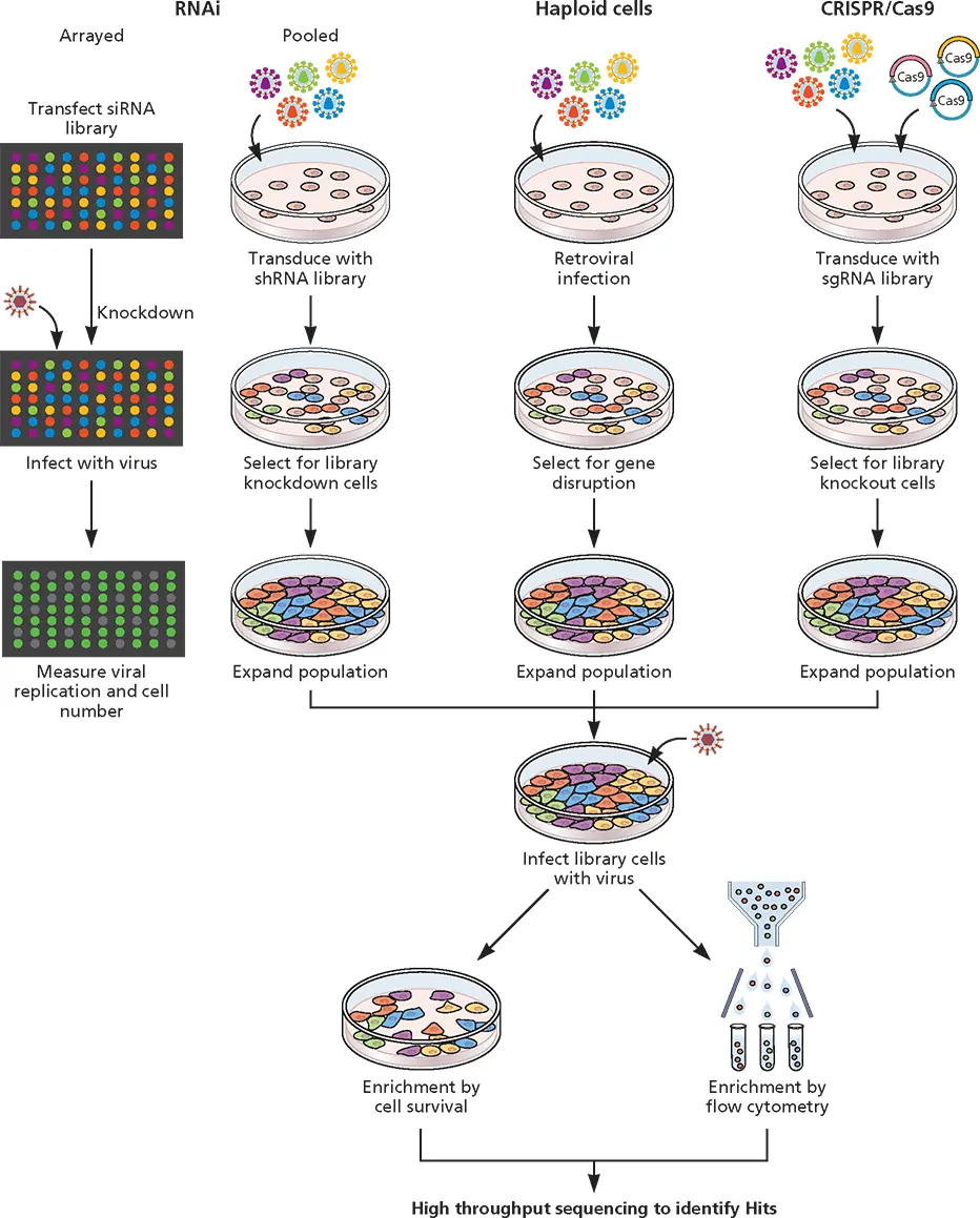 Figure 313 Use of RNAi haploid cells and CRISPRCas9 to study virushost - фото 92