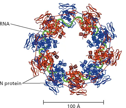 Figure 47 Structure of a ribonucleoproteinlike complex of vesicular - фото 105