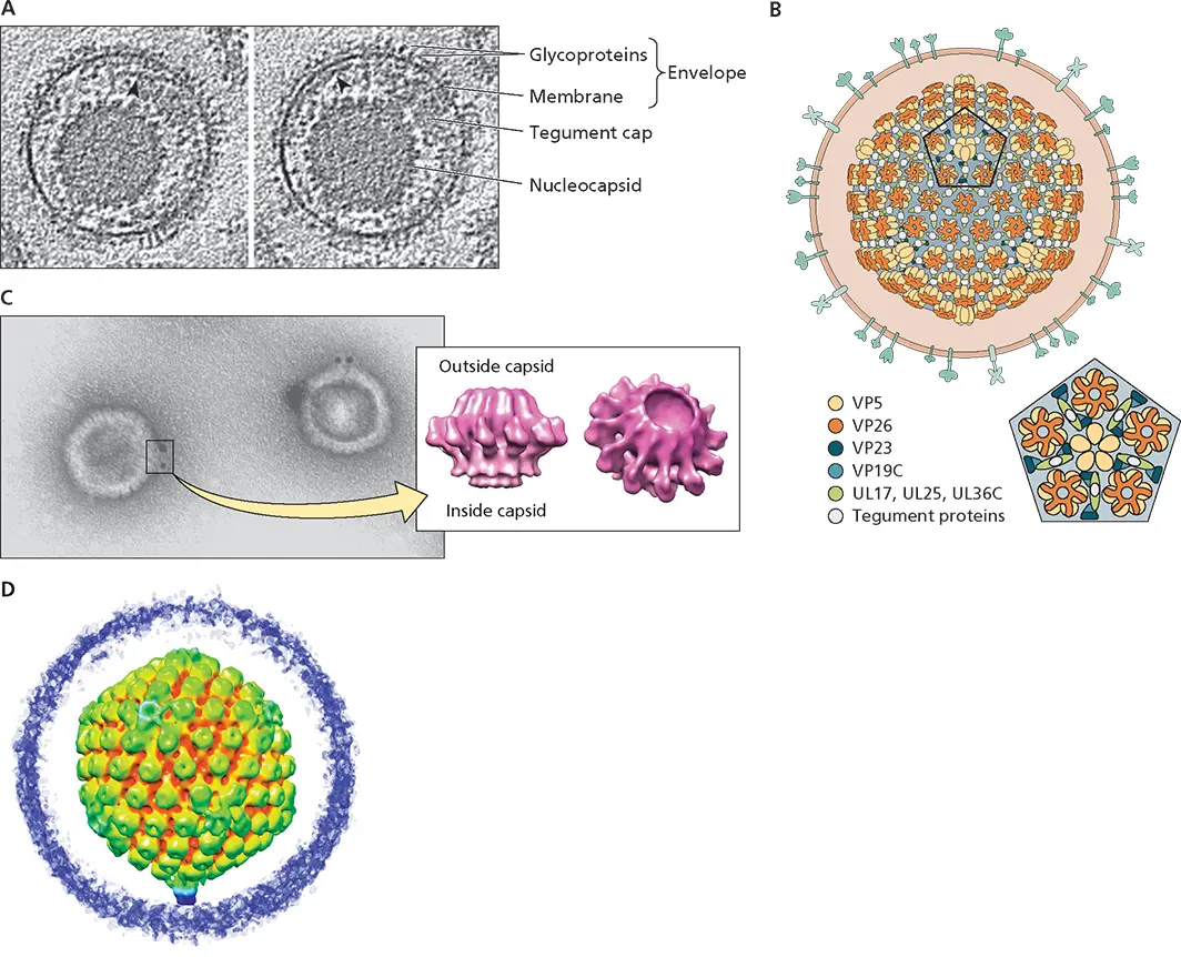 Figure 427 Structural features of herpesvirus particles ATwo slices through - фото 133