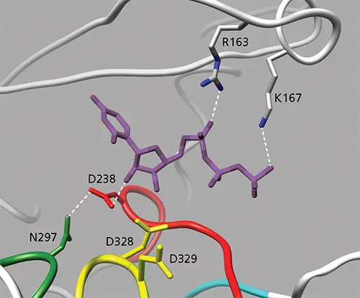 Figure 66 Structure of UTP bound to poliovirus 3D pol The NTP bridges the - фото 179