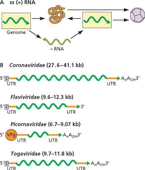 Figure 36Structure and expression of viral singlestranded RNA genomes - фото 72