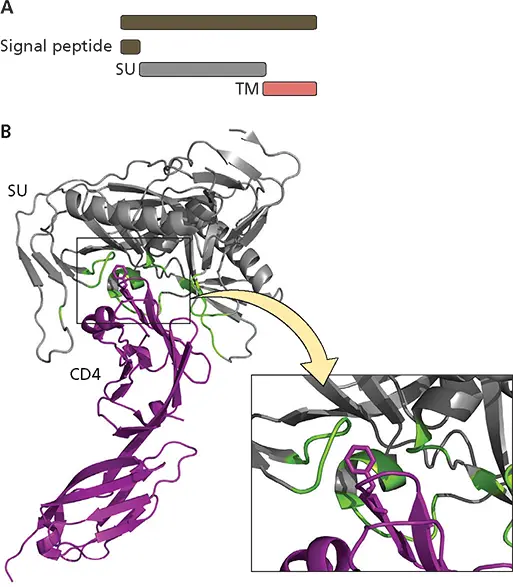 Figure 58 Interaction of human immunodeficiency virus type 1 envelope - фото 146