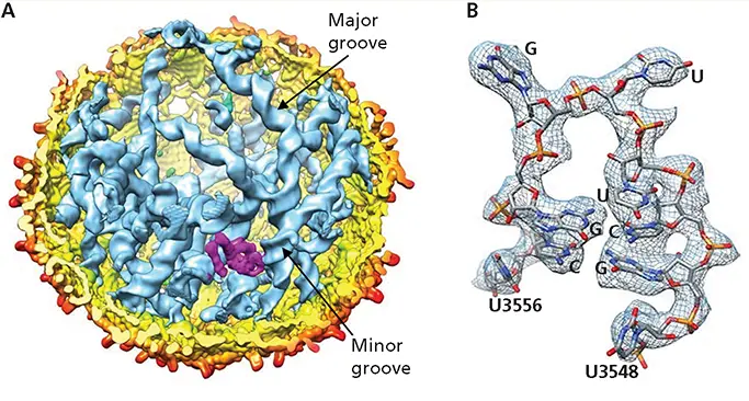 Structure of a small viral RNA genome ACutopen view of the asymmetric - фото 122