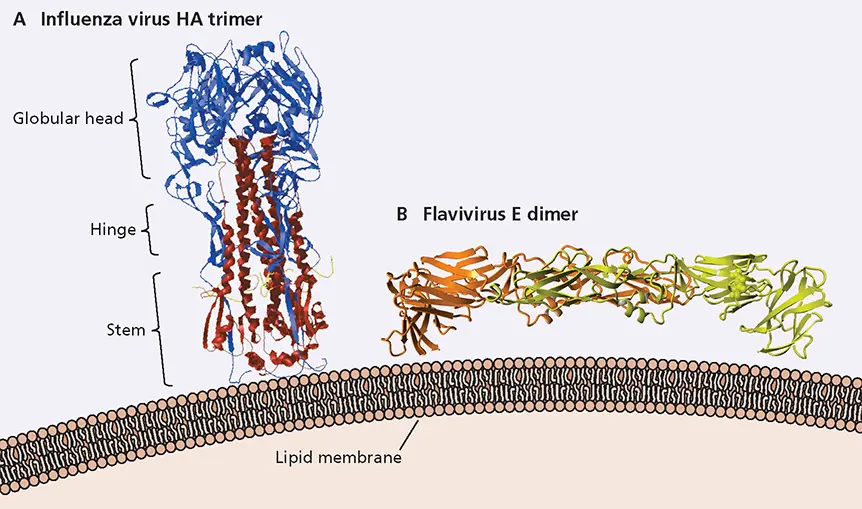 Figure 423 Structures of extracellular domains of viral glycoproteins These - фото 127