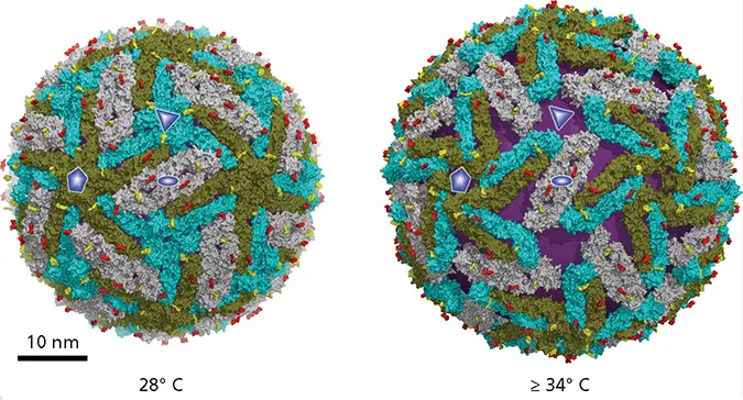 Structures of dengue virus particles at 28C left and at 34C right with - фото 130