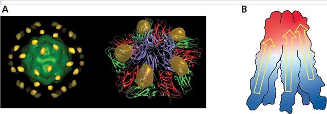 Gold particles attached to cowpea mosaic virus ACryoEM was performed on - фото 103