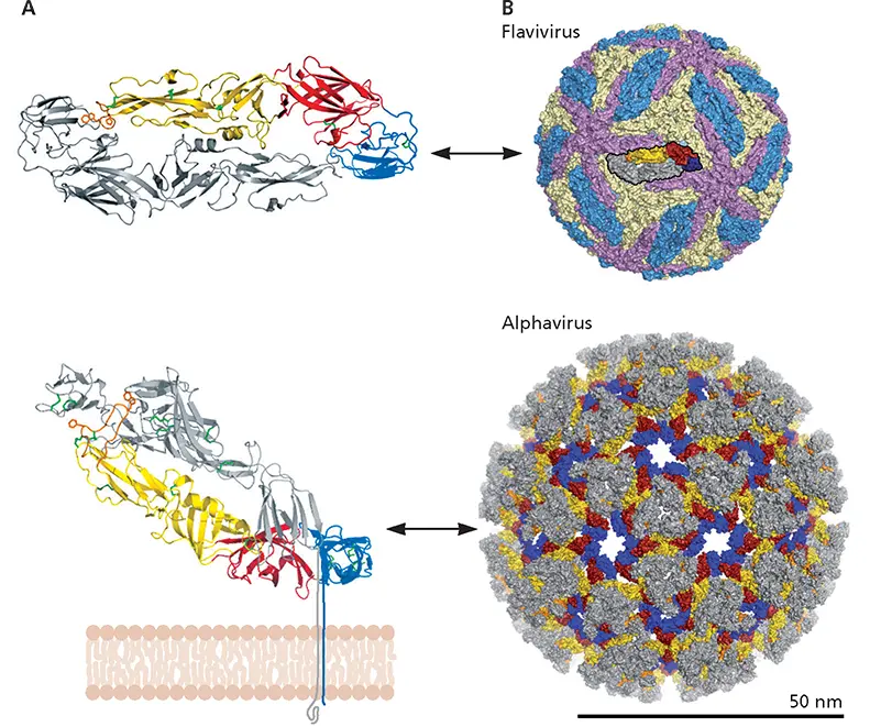 Figure 425 Conserved topology and regular packing of envelope proteins of - фото 129