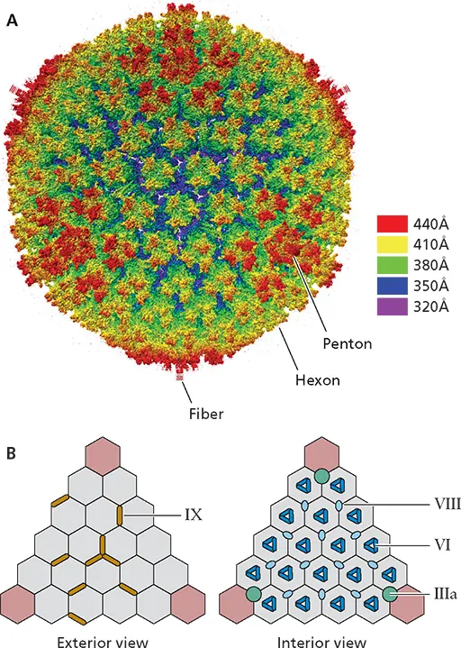 Figure 416 Interactions among major and minor proteins of the adenoviral - фото 117