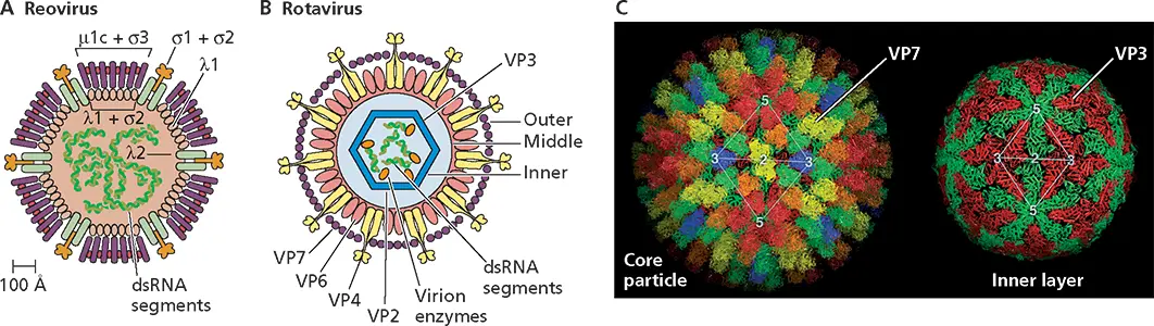 Figure 417 Structures of members of the Reoviridae The organization of - фото 118
