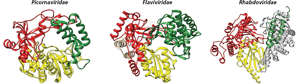 Figure 613 Functional N and Cterminal extensions of RNA polymerases The - фото 186