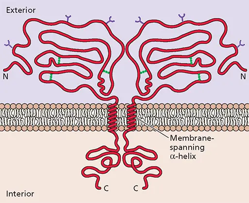 Figure 422 Structural and chemical features of a typical viral envelope - фото 126